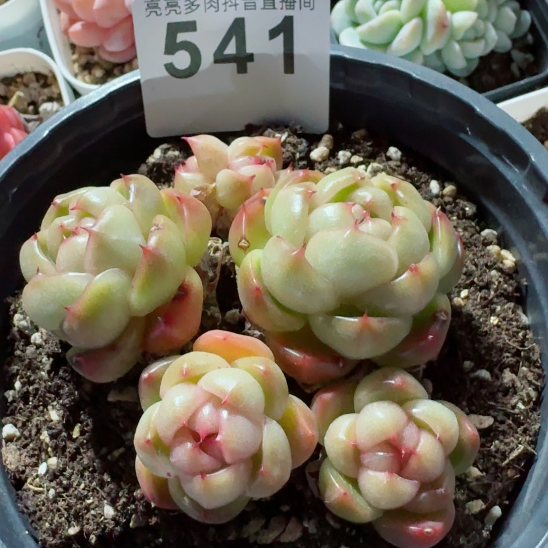 莱拉珍妮         精品多肉