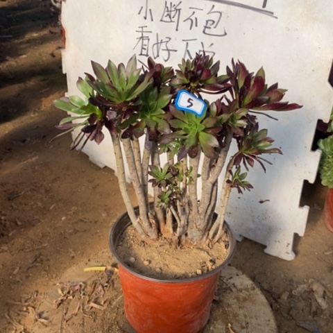 黑法师缀朵朵一物一拍