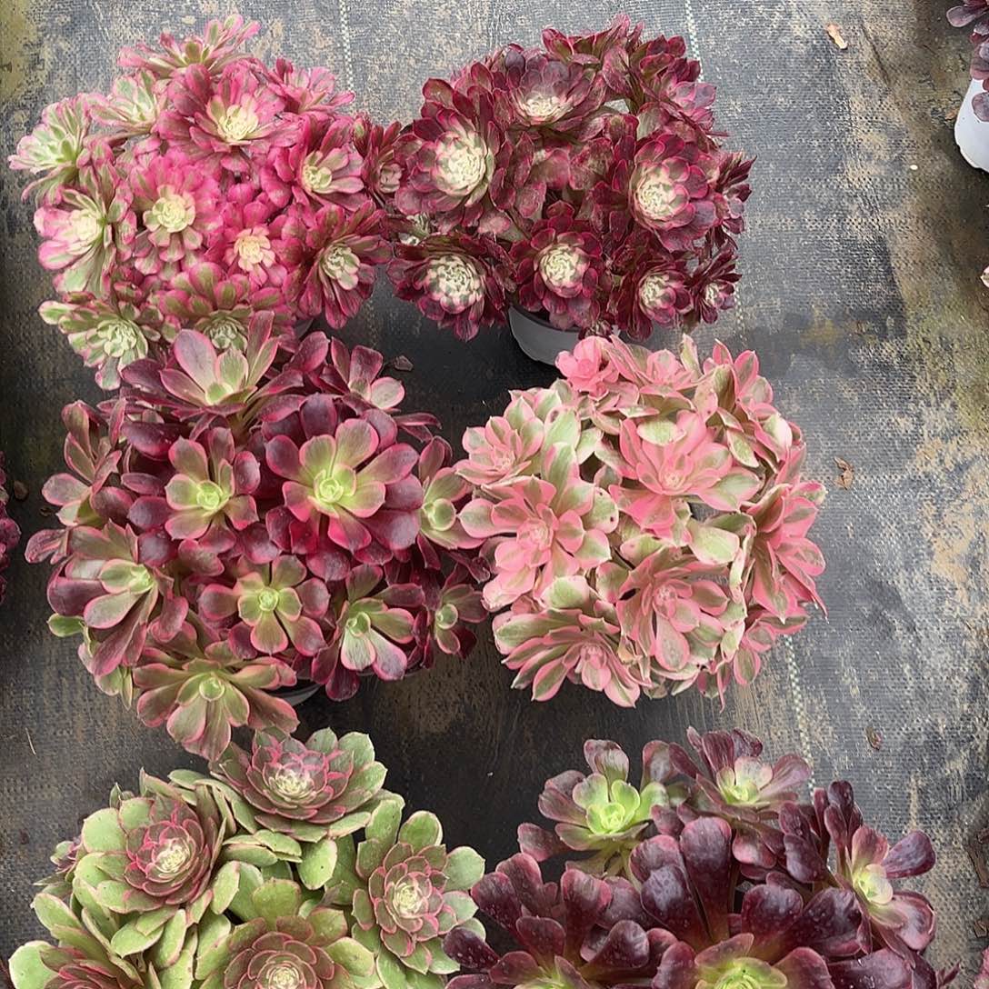 无花朵6颗法师80元法师多肉植物漂亮