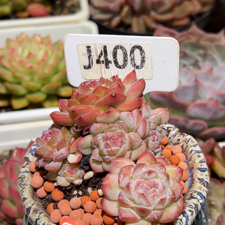 倚****寒江雪群8cm多肉植物