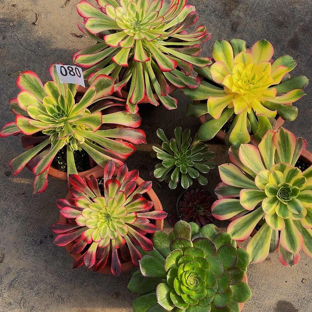 旺**麻六颗080福利嫩装