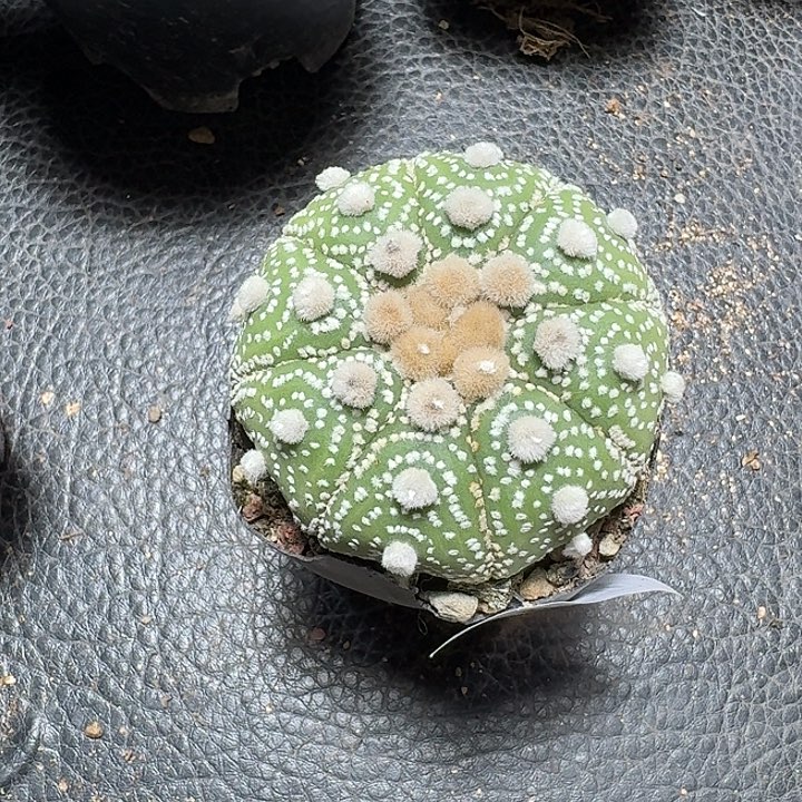 466大毛兜带盆发货