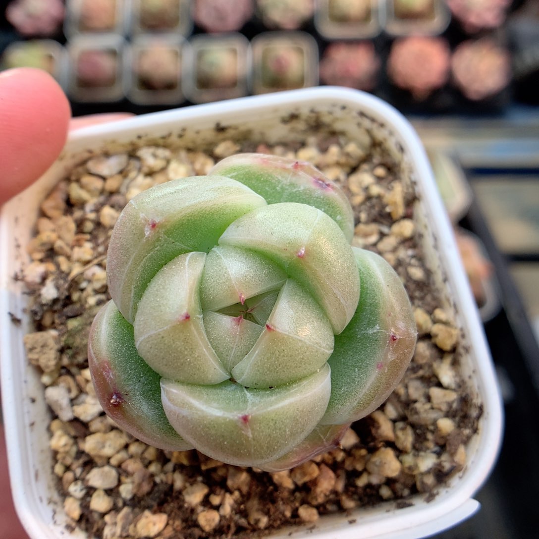 G110 ，20包邮两天凑单