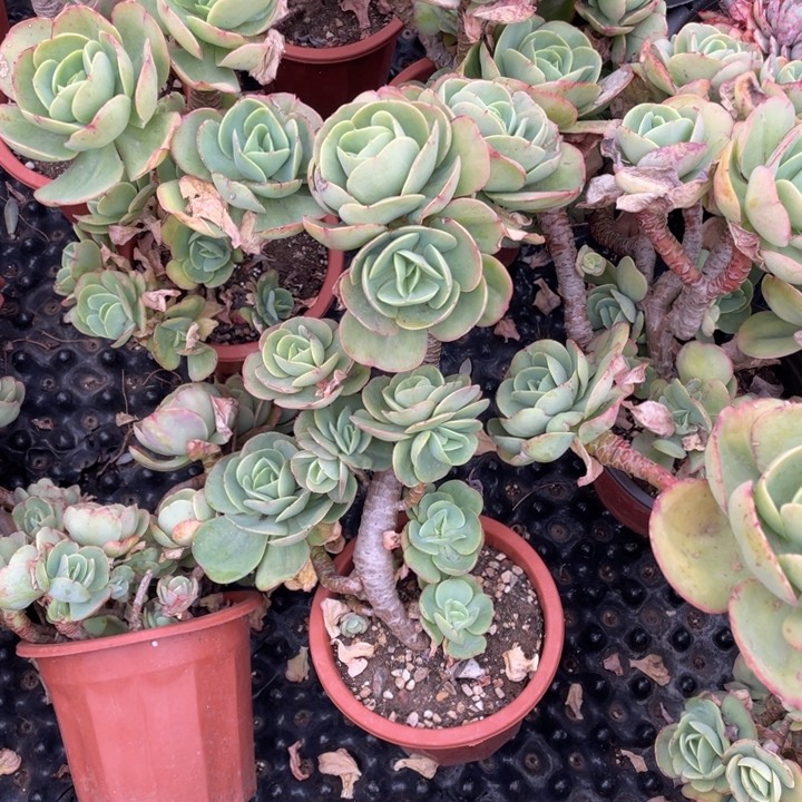 L**?258 号鸡蛋碧桃多肉