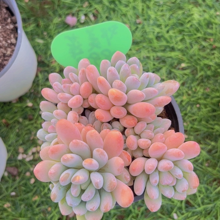 健健康康平平安安