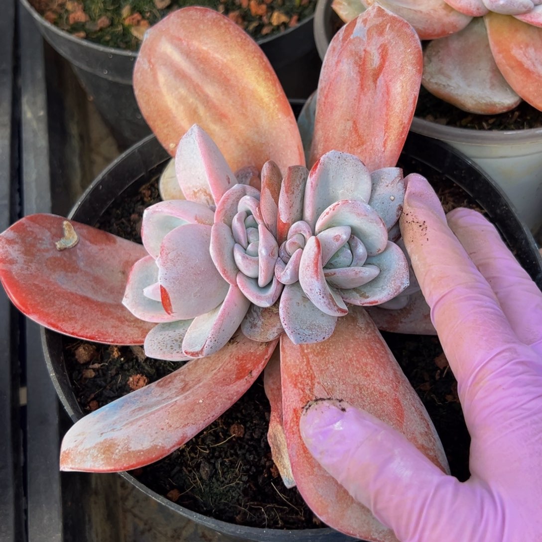 新年快乐 新年快乐 新年快乐