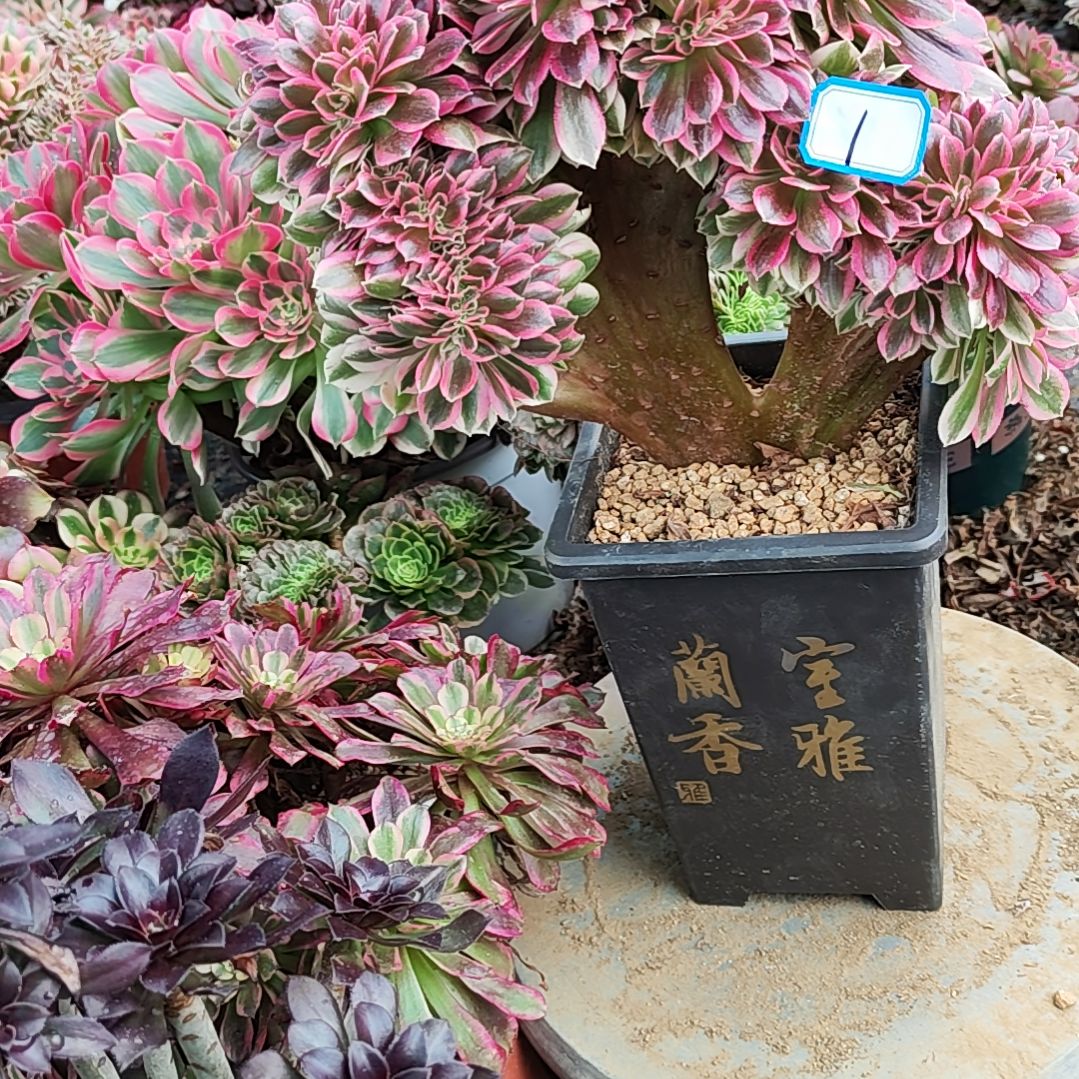 1女巫追法师故事