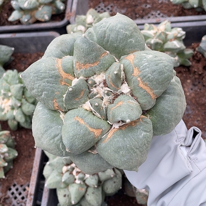 自根牛舌杂牡丹特价不退换