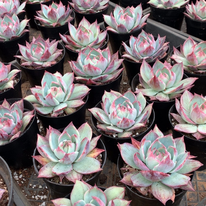 拉丝锦惊鸿仙子9.99两单包邮