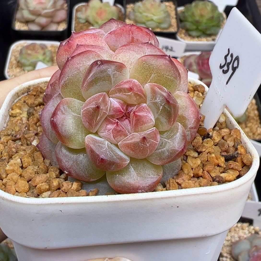 339号樱桃甜心 晗雨多肉