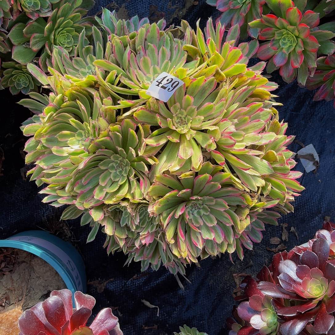 粉黛法师多肉1-44