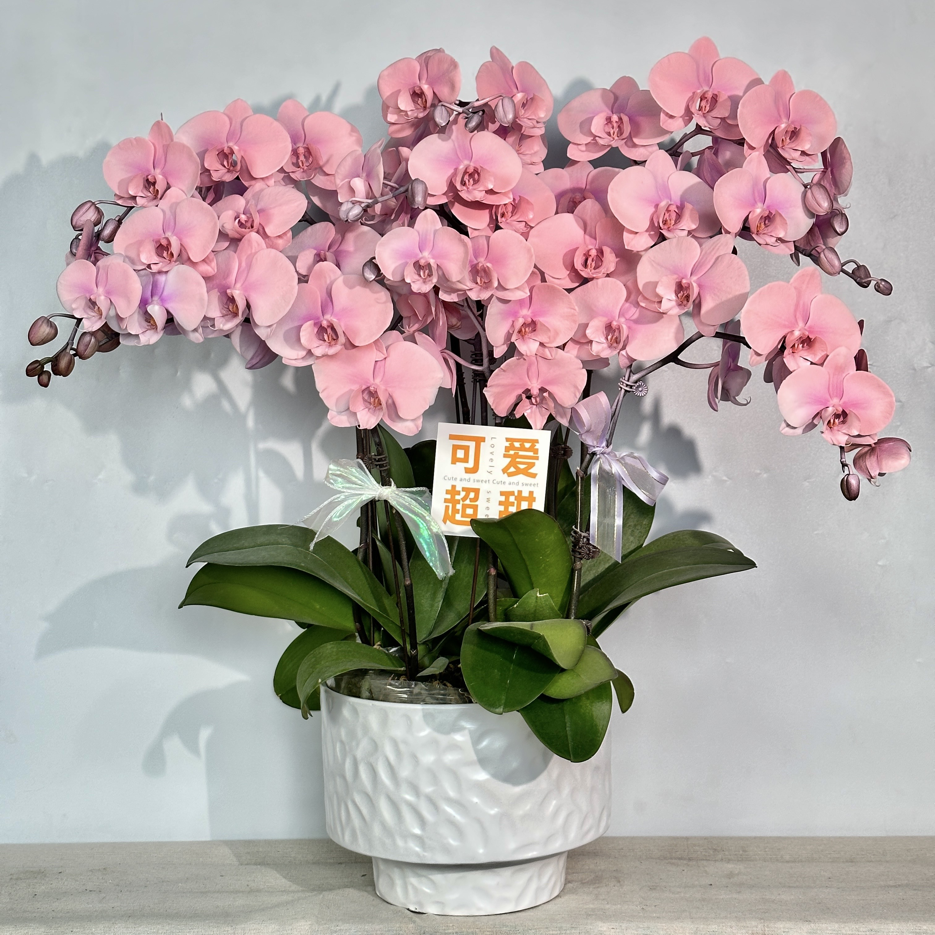 国之兰[甜心公主] 小众品种带香味马卡龙色爆款特殊工艺植物上色