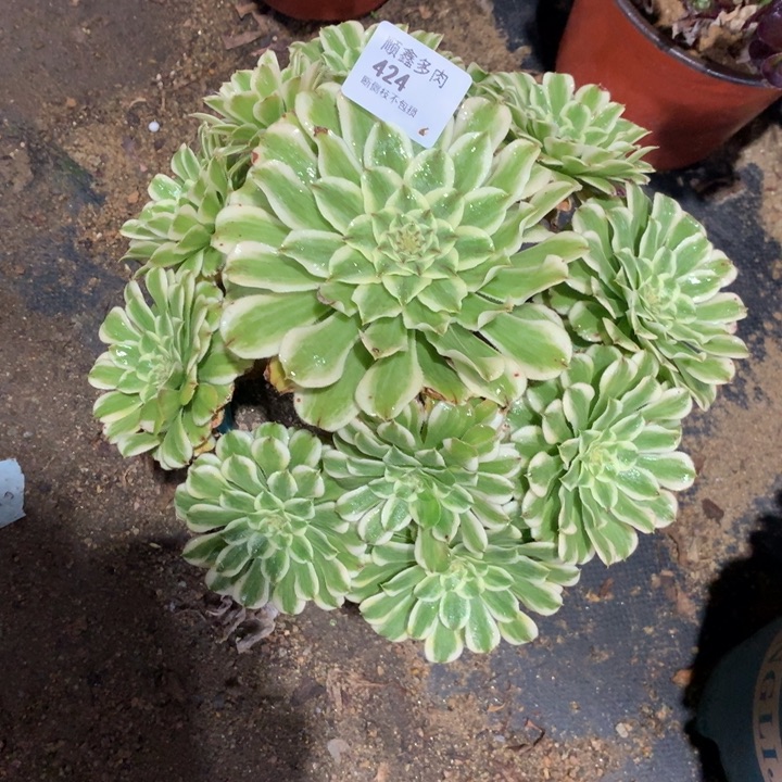 424碧浪多肉植物