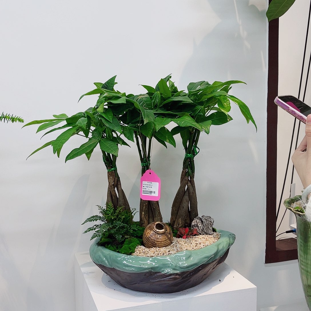 高端绿植一物一拍