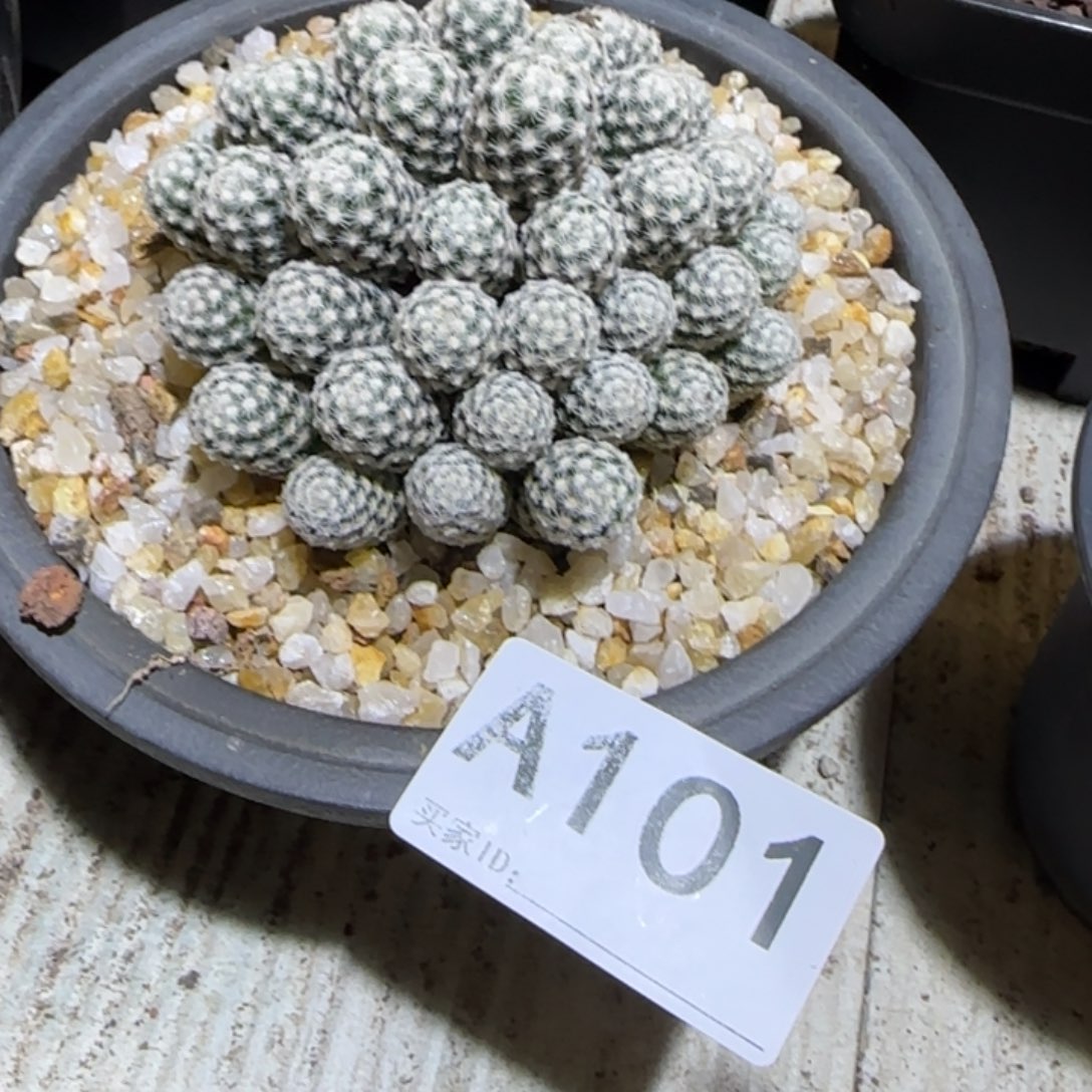 让***看实生仙人球特价一颗