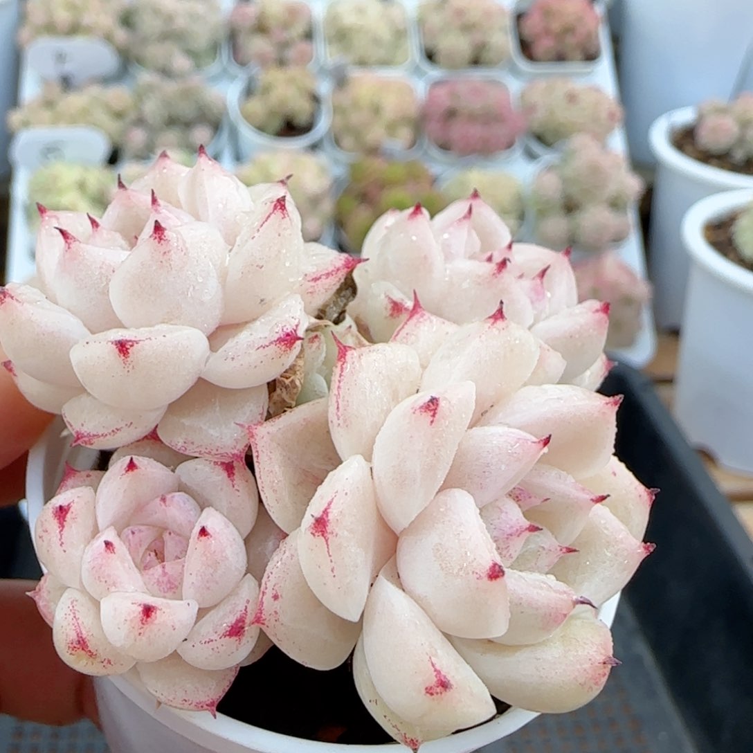 【闪购商品】0123-5