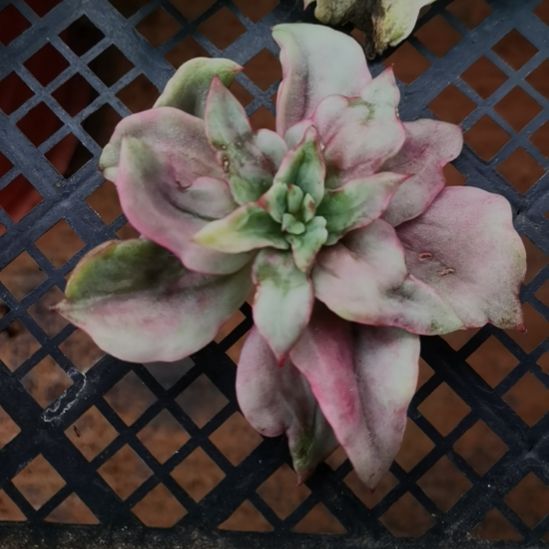 翠花超白锦东云系的