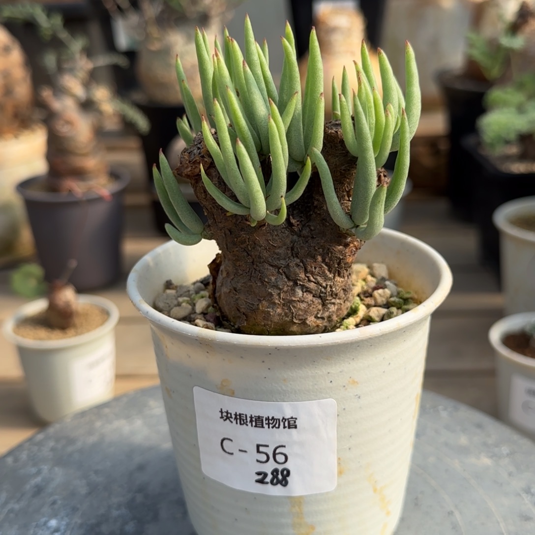 56白象奇峰锦块根植物