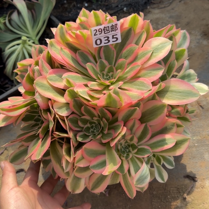 妖月……多肉植物……