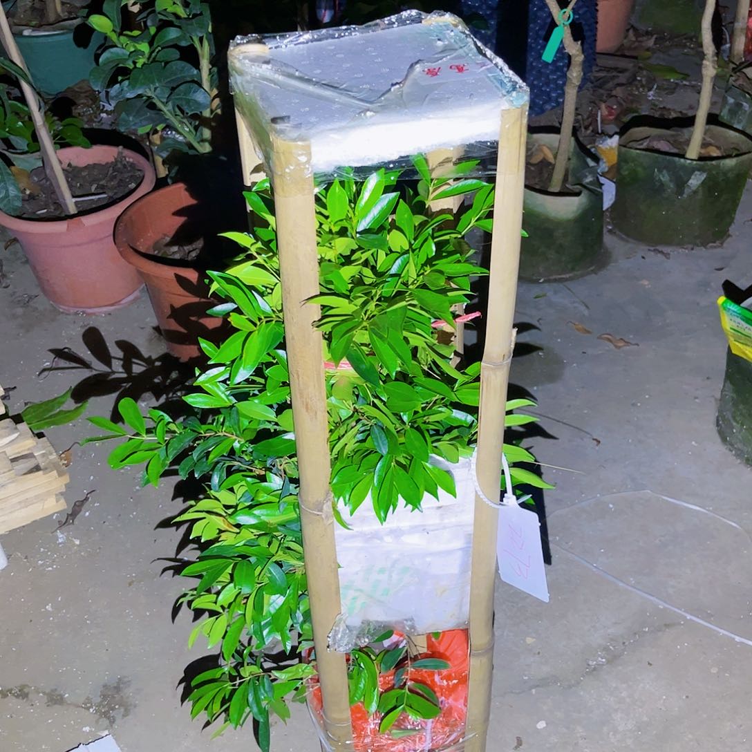 果苗。果苗。果苗6666