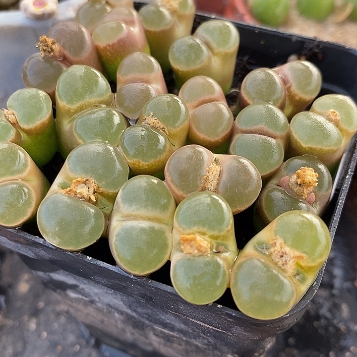 大窗磁铁风铃一颗买2送1。    