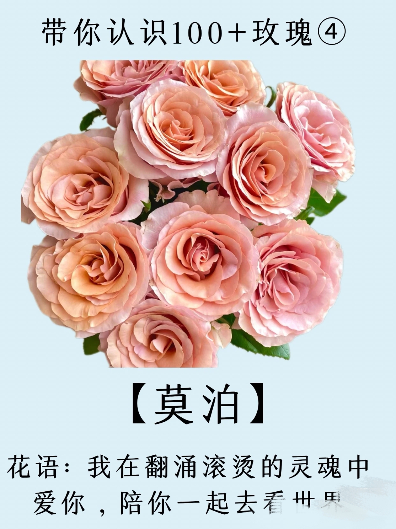 莫泊玫瑰：[一单普通快递包邮，2单升级冷链送货上门+送配草]