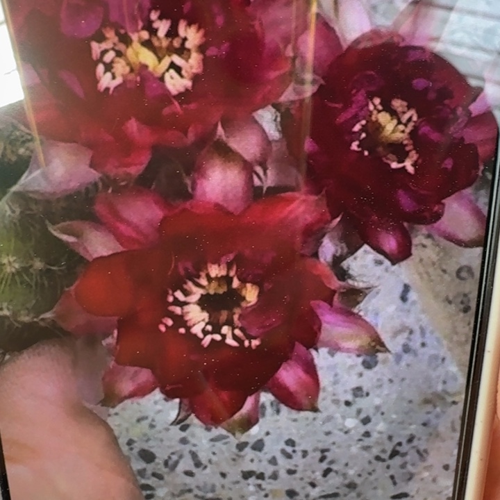 240白檀漆画一个无根侧牙小，20包邮