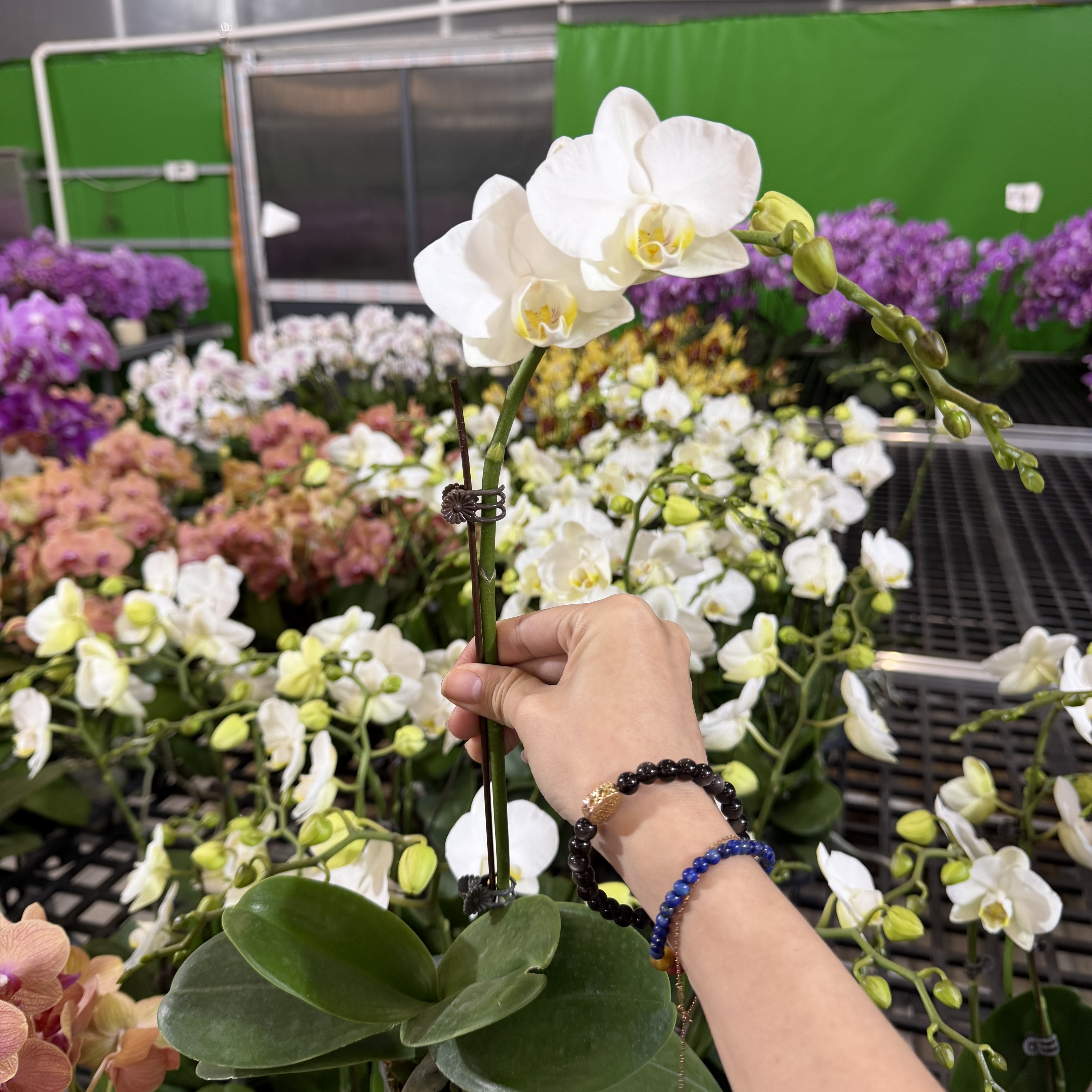 予兰花卉（阿玛）带花带花苞3.0寸杯发货