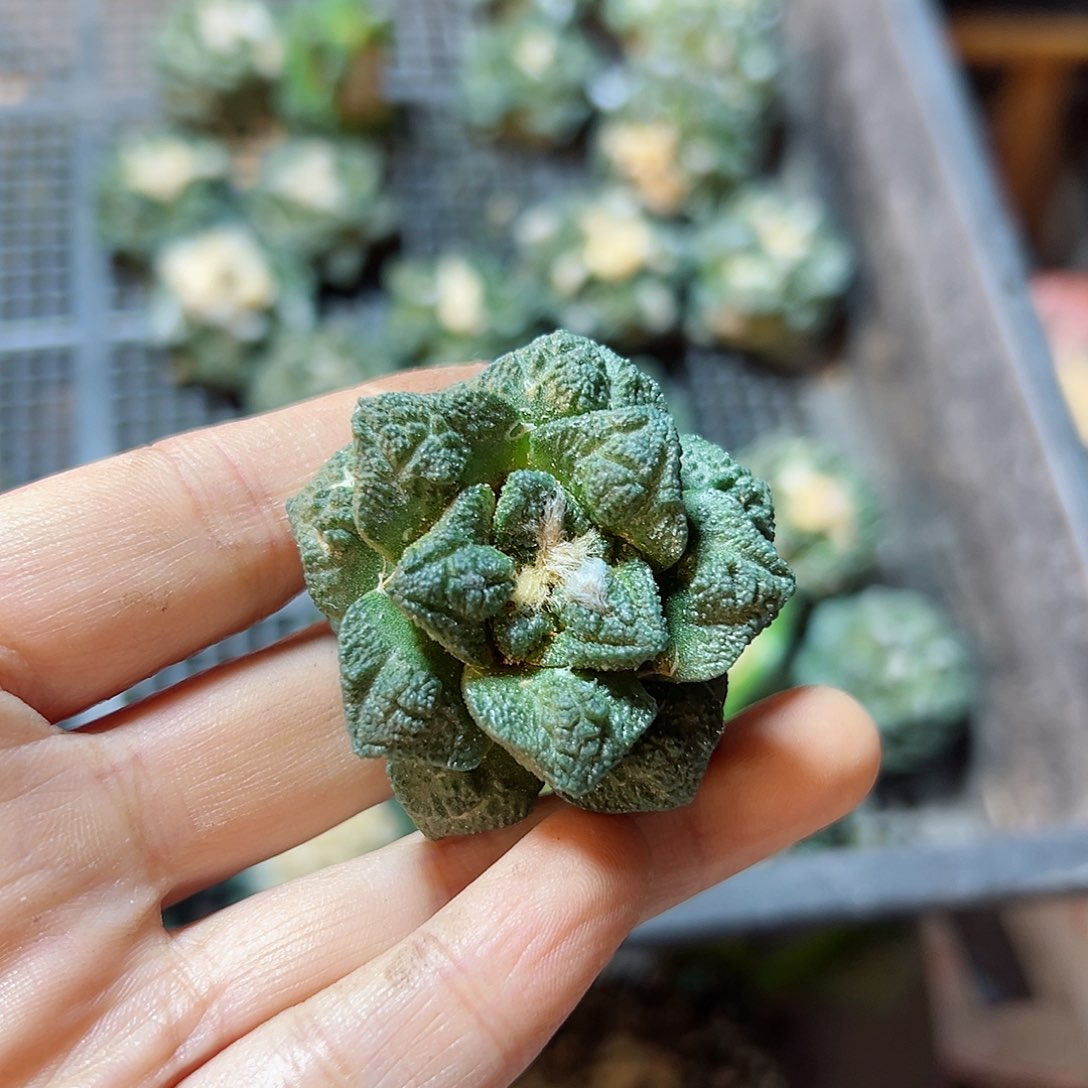 苗接无根龟甲牡丹4公分