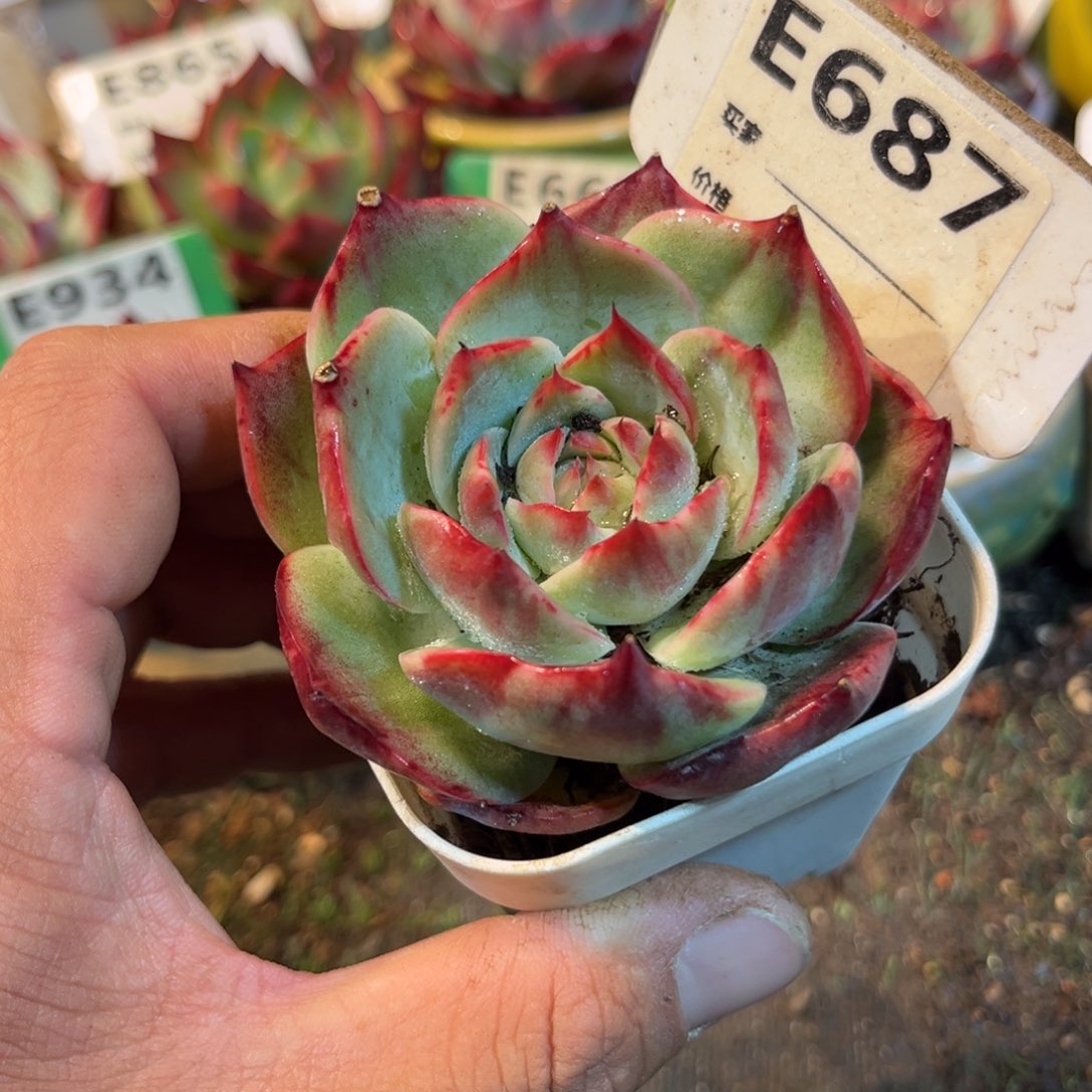 惊鸿一瞥687号多肉