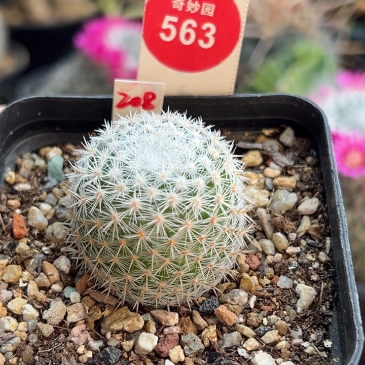 实生敷岛3.3cm一棵仙人球