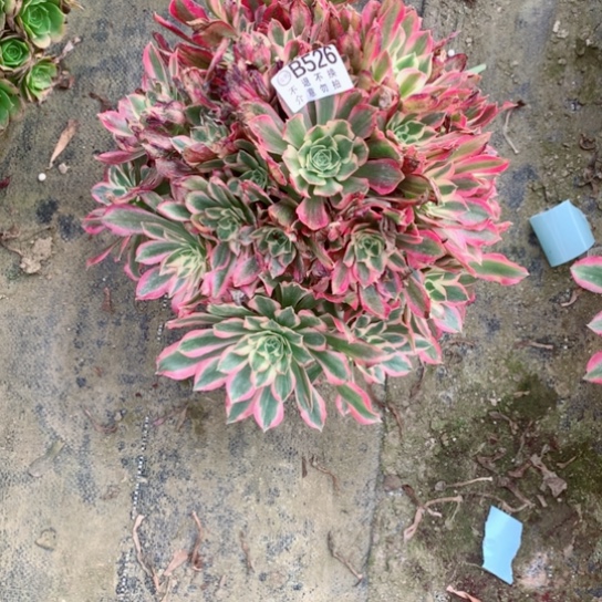 多肉植物女巫526