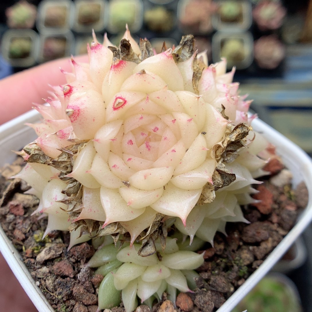 Q33 ，20包邮两天凑单偏远不发货