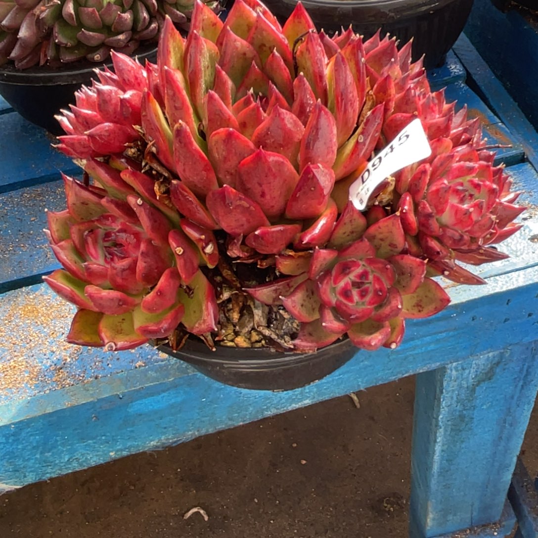 无花朵若如东云单拍D945