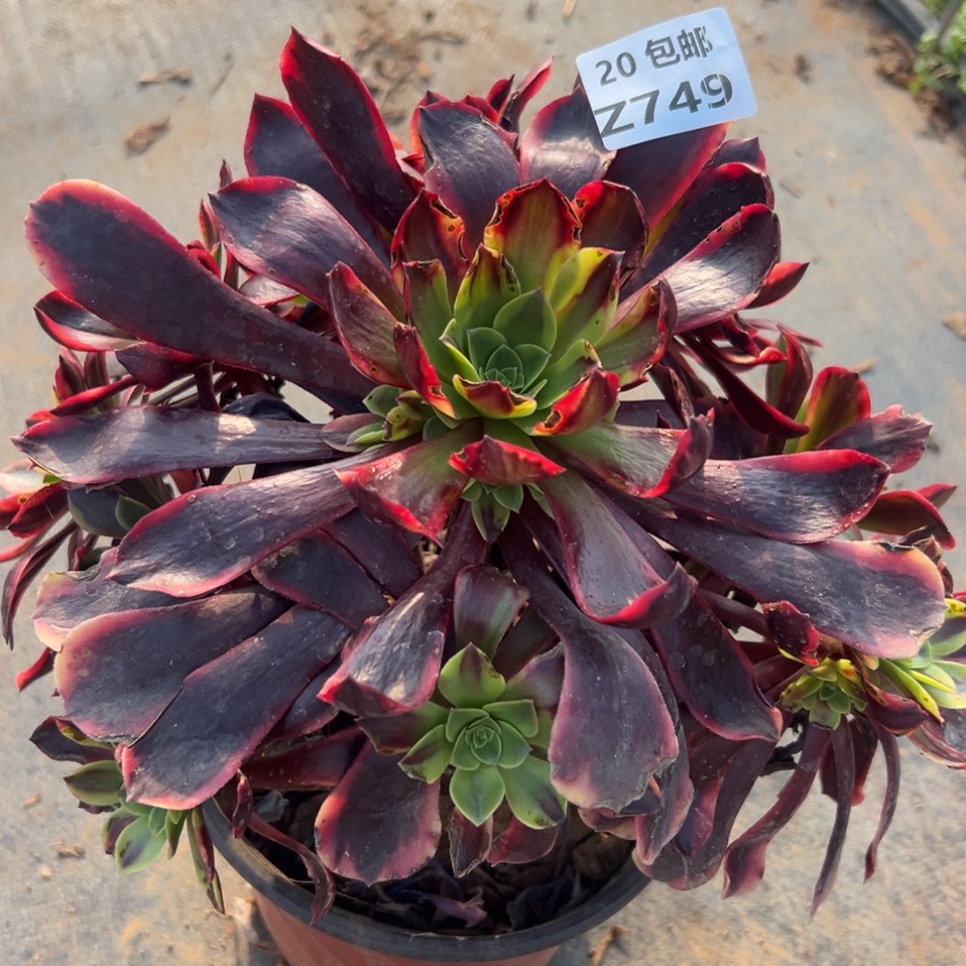 749欧嘉莉，满20包邮