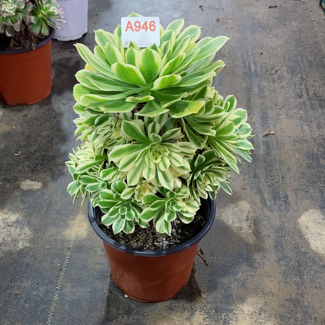 艳凝946多肉法师