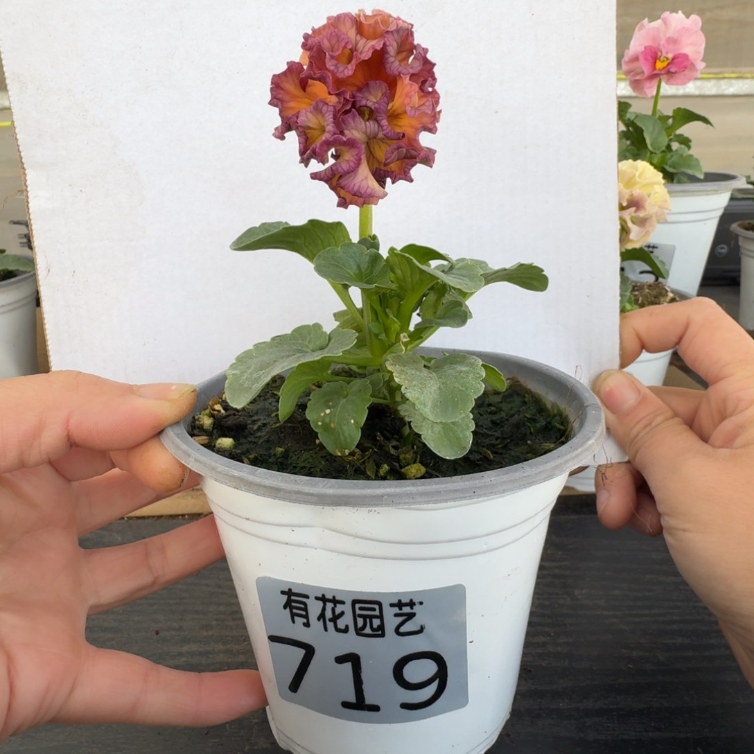 无花朵社**业719号角堇