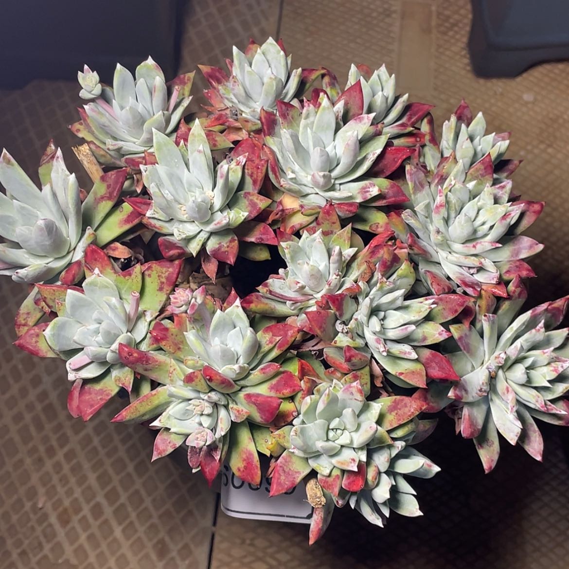 【闪购商品】刘丹老庄