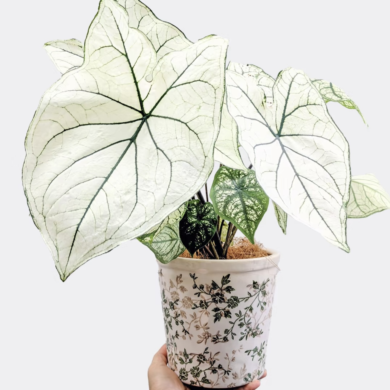 【国产中球白色恋人】瑕疵！典雅白天鹅！彩叶芋热植耐热多年生ins风