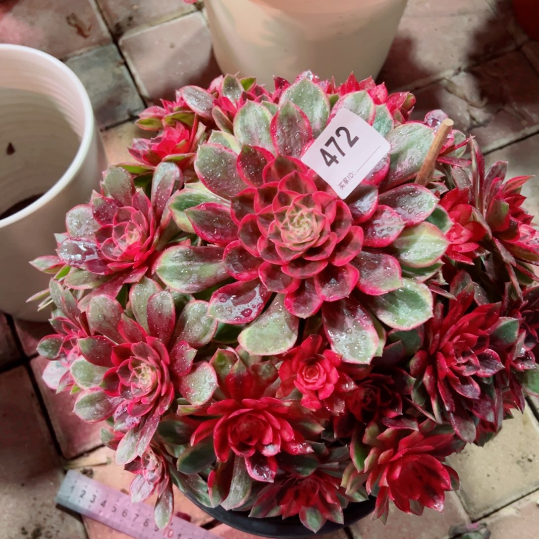472黑魔锦法师多肉植物