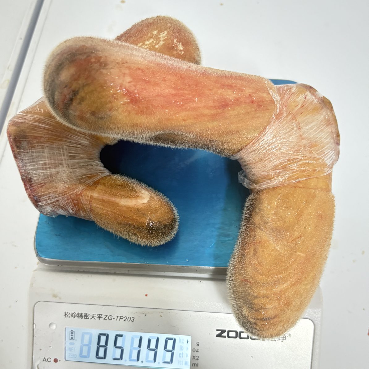 新鲜山林散养梅花鹿二杠茸