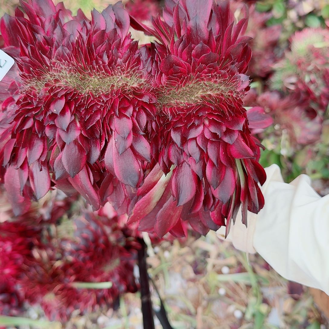 422 缀化无根不包侧枝