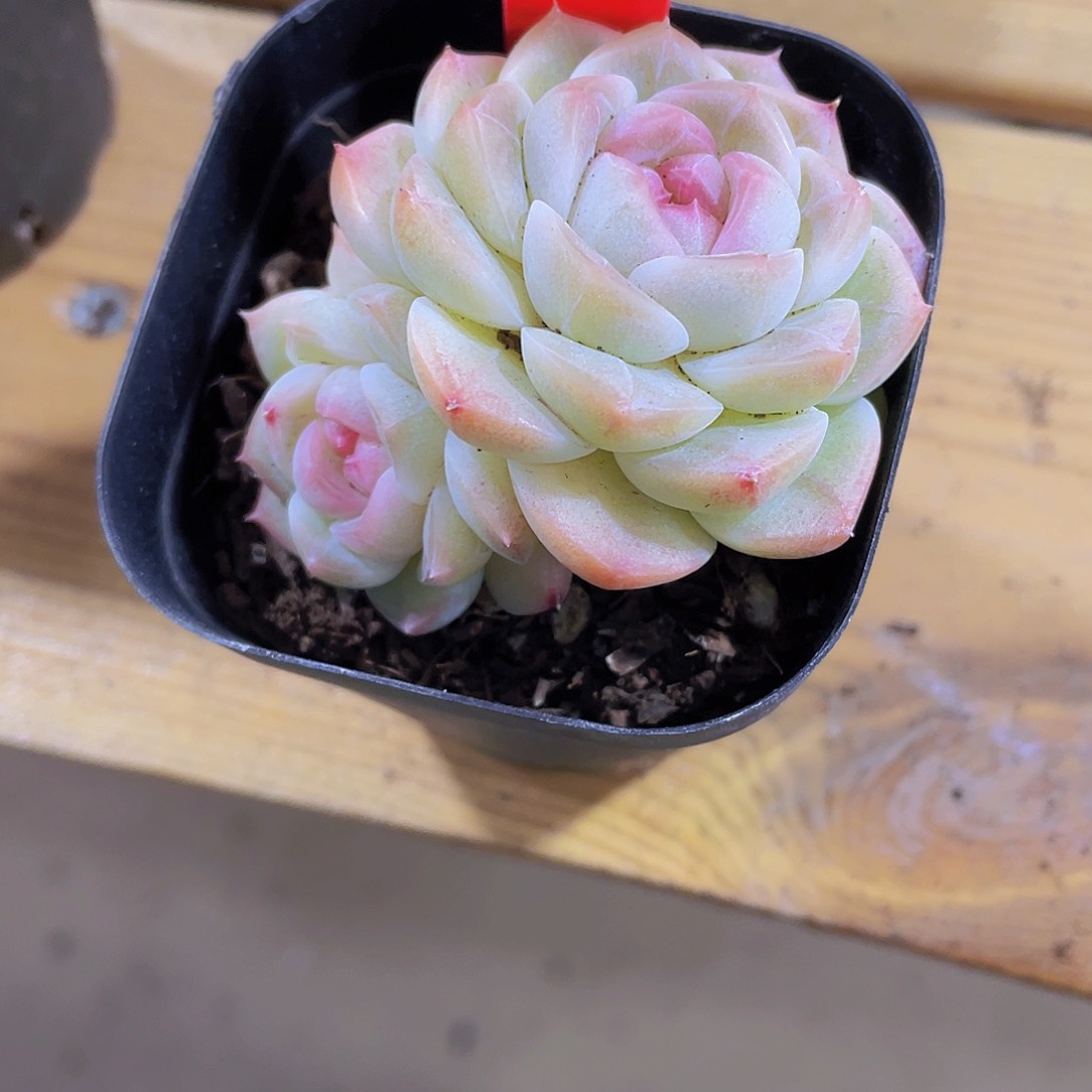 267号 糖心白桃汽水双头