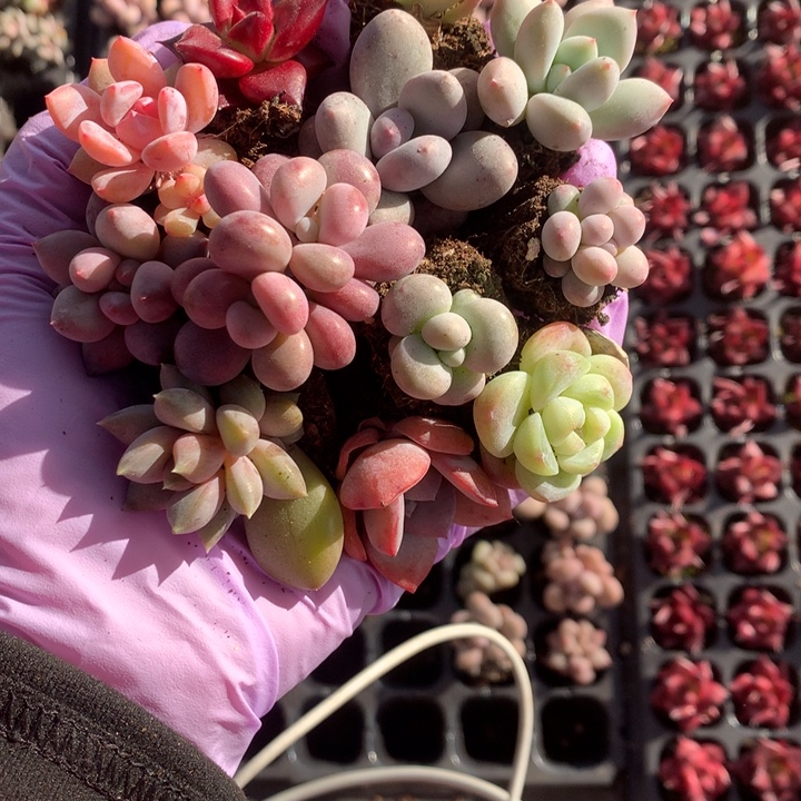 香水唐印鸡蛋彩虹冰玉蛋黄罗宾桃蛋双头樱花奶茶象牙车厘子