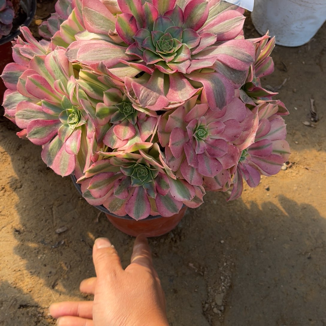 11-12-2雨荷法师锦多肉