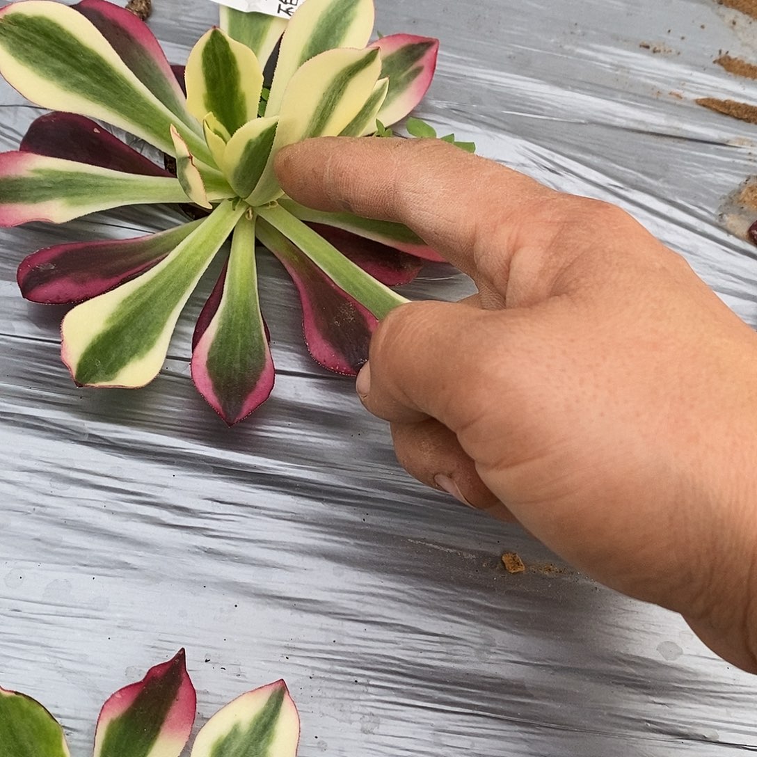 莉***294樱桃多肉法师锦多肉