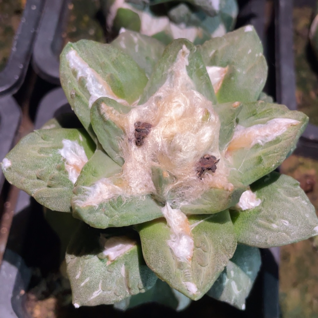 龙牙杂怒 仙人球开花967 仙人球