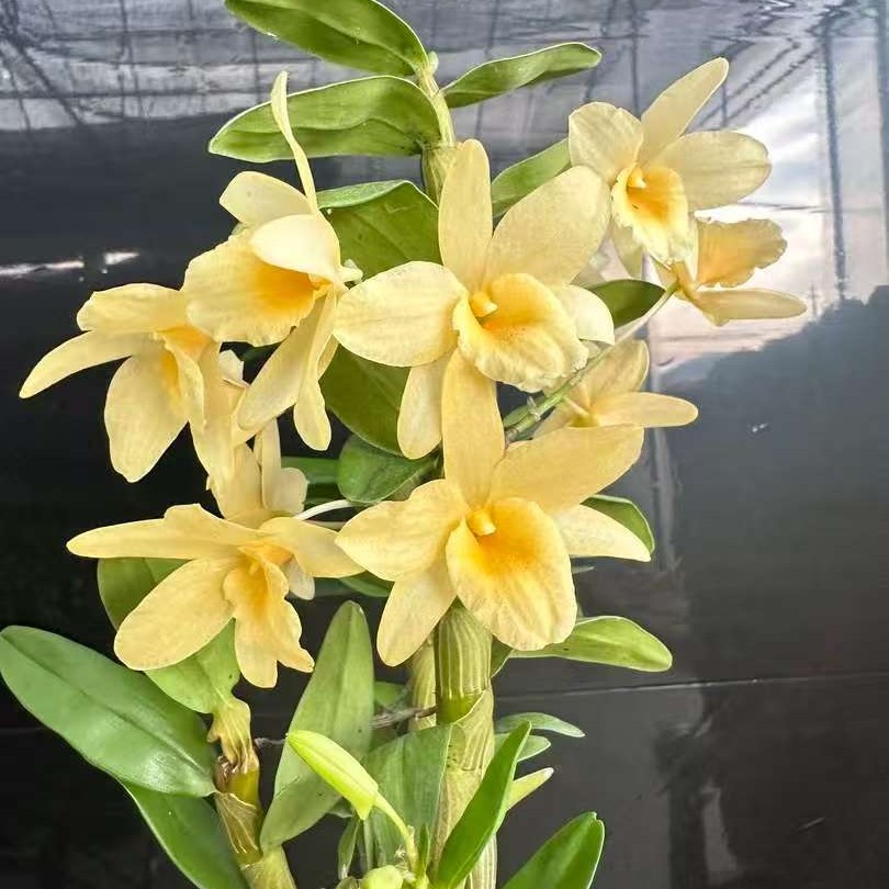 春石斛兰  巴比伦  花色独特  好养形