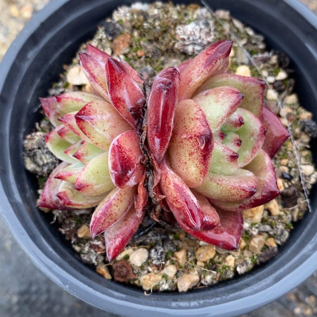 自助下单一物一拍多肉植物_可寄养