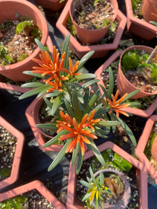 精品罗汉松专用链接